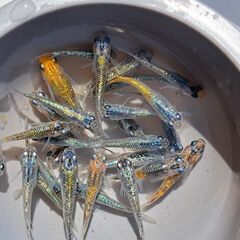 ラメ系のメダカ【現物２７匹】の画像