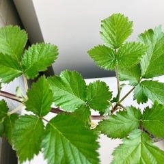 ブラックベリー　　(トリプルクラウン)の画像