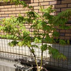 ガーデニング　鉢植え　楓かもみじか