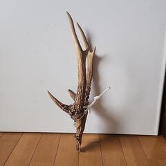 鹿の角と頭骨のインテリア装飾品の画像