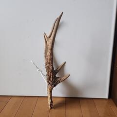 鹿の角と頭骨のインテリア装飾品の画像
