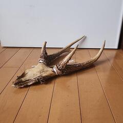 鹿の角と頭骨のインテリア装飾品の画像