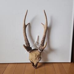 鹿の角と頭骨のインテリア装飾品