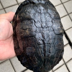 真っ黒いかめさん
