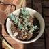 ランキングキーワードに紐づく投稿画像-多肉植物