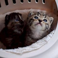 生後２週間位　TNR中に草むらにいたオチビちゃんたち【4月27日...