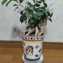 ガジュマル