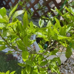 🍊柑橘系の葉を分けてください🙏💦