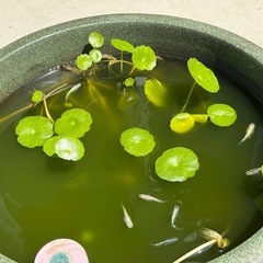メダカ　mix ブランドメダカ
の画像