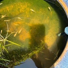 メダカ　mix ブランドメダカ
の画像