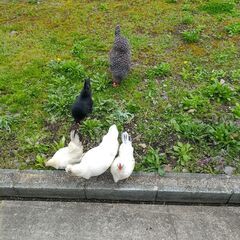 🐔 里親募集 無料譲渡 ニワトリ 鶏 岡崎おうはん、烏骨鶏、チャ...