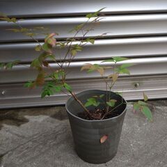南天　二本の画像