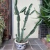 ランキングキーワードに紐づく投稿画像-多肉植物