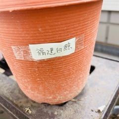アガベ チタノタ 福建白鯨 大株 鉢のままお渡しの画像