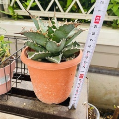 アガベ チタノタ 福建白鯨 大株 鉢のままお渡しの画像