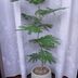 ランキングキーワードに紐づく投稿画像-観葉植物