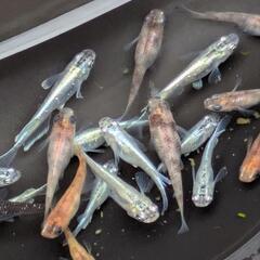 🐡MIXメダカ多数🐟️