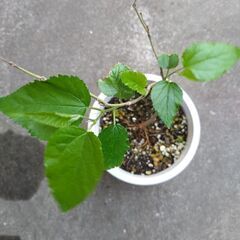 マルベリー　桑の木　苗木　約35cm