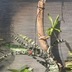 ランキングキーワードに紐づく投稿画像-観葉植物