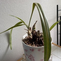 シンビジウム
