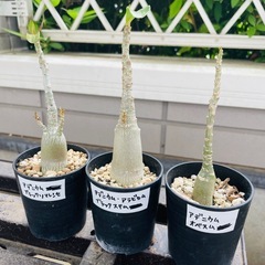 アデニウム 実生３個セット オベスム ブラックソマレンセ ブラッ...