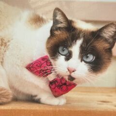 ポップコーンを母子共に食べていたママ猫ちゃん【4月27日(日曜日...