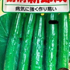 きゅうりの苗