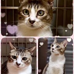 推定2～3歳　子育ても頑張りました！他の猫ちゃんとも仲良く出来ま...