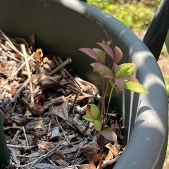 南天（赤実）の画像