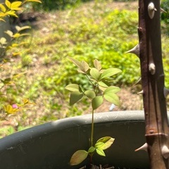 南天（赤実）の画像