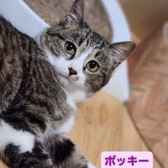 生後９ヶ月位　かわいそうな経験をした兄弟のポッキーとポテチ【4月...