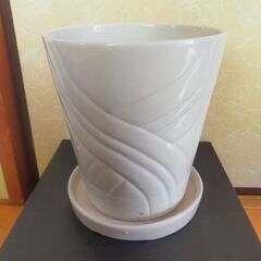 5/5まで【鉢植え】大型の観葉植物などに