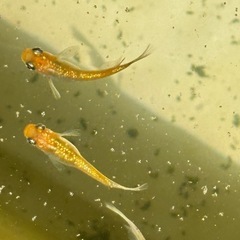 メダカ　砂里　2ペアの画像