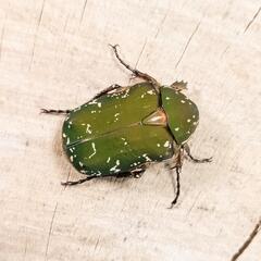 【希少種】キョウトアオハナムグリWF1新成虫♂♀ペア