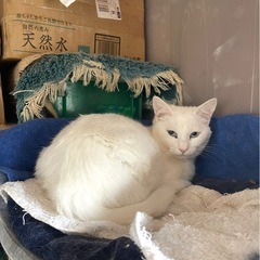 ①【多頭飼育崩壊】譲渡に際しまして