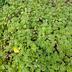 ランキングキーワードに紐づく投稿画像-多肉植物