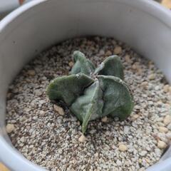 引き取り　本日29日まで　サボテン鉢植え　4点の画像