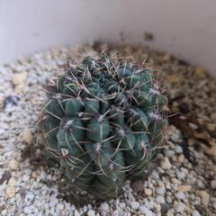 引き取り　本日29日まで　サボテン鉢植え　4点の画像