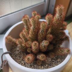 引き取り　本日29日まで　サボテン鉢植え　4点の画像