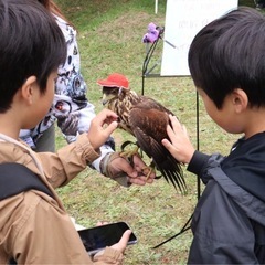 鷹のフライトショー − 北海道