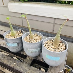 レア アデニウム 実生 3個セット 鉢のままお渡し