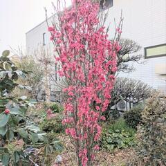花桃（濃いピンク色）