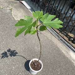 いちじく　ビオレソリエス　苗木1年生