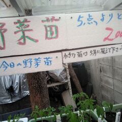 野菜苗5点200円コーナーにニラの苗を追加品出ししました。の画像