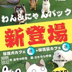 ペットサロンのコントローラー(要日常英会話)楽しい仕事しませんか?の画像