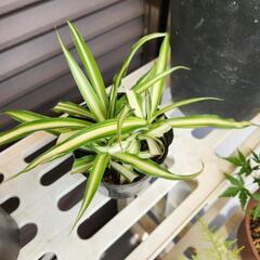 オリヅルラン　3株