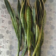 サンスベリア　ボリューム苗　おまけ付