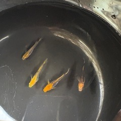 メダカ紅薊の画像