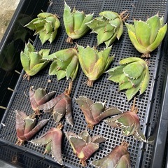 アガベ　チタノタ　1000円から色々有りますの画像