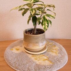 【商談進行中。暫く受け付けを停止します】斑入りフランスゴムの木（...